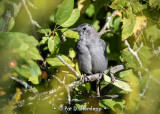 Catbird and leaves