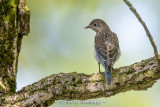 Baby bluebird