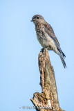 Bluebird on blue