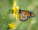 Monarch butterfly
