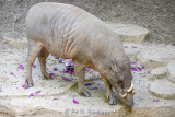 Babirusa