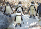 Penguin with backup
