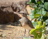 Pratincole