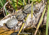 Turtle trio