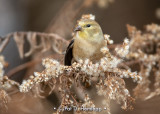 Goldfinch in field