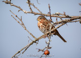 Fox Sparrow