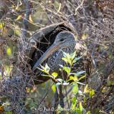 On their nest