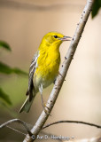 Pine Warbler