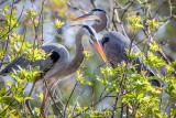 Stick for nest