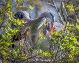 Nesting herons