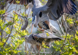 Courting