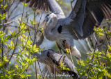 Courtship ritual