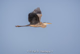 Fly by