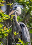 Heron in tree