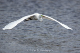 Egret above water