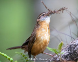 Nesting material