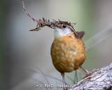 Wren at work