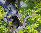 Courtship