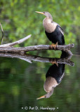 Anhinga reflecting