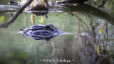 Lurking gator