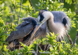 Nesting herons