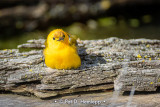 Fluffed warbler
