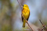 Yellow Warbler