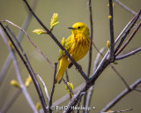 Warbler in spring