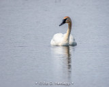 Swan on water