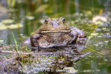 Frog eyes