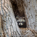 Raccoon in tree