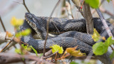 Snake and leaves