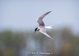 Tern in flight