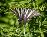 Zebra on green