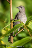 Alert catbird