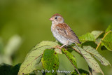 Field Sparrow