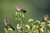 Three blackbirds