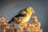 Goldfinch meal