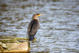 Watching the water