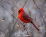 Cardinal in brown field