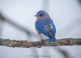 Bluebird against sky