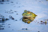 Frog at rest