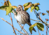 Sparrow, sky, leaves