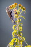 Eating seeds