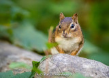 Chipmunk resting