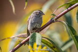 Fall Chipping Sparrow