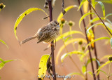 Backlit sparrow