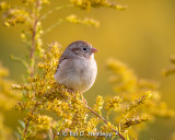 Sparrow on gold