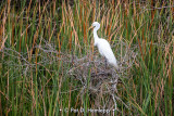 On its nest