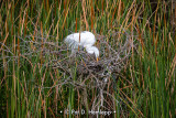 Checking the eggs